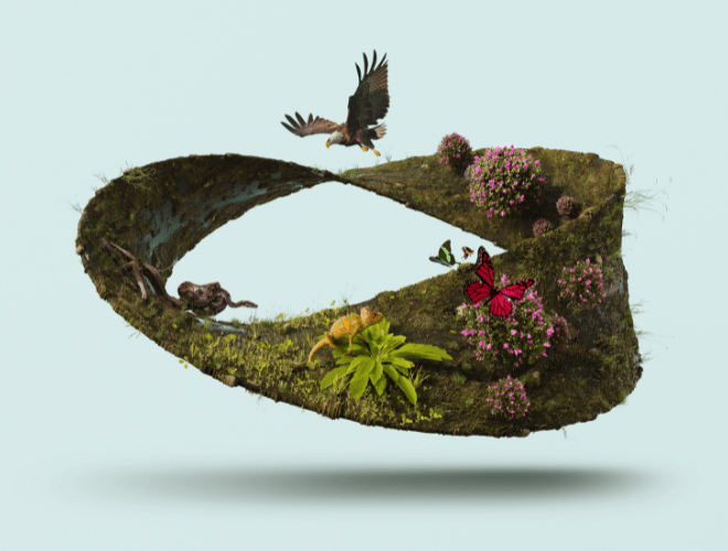 Biodiversità e servizi ecosistemici conoscere, misurare, innovare - Niuko